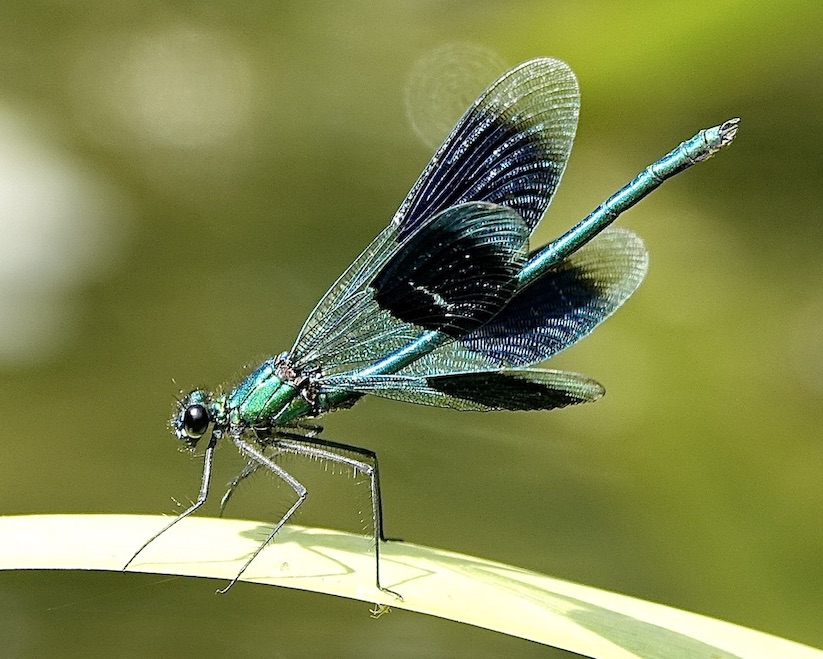 banded demoiselle